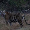 Pench 2